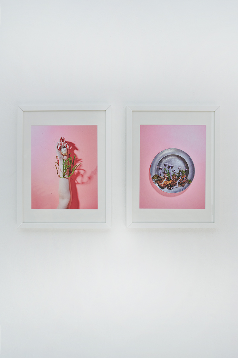 Heidi Mayer Fotografie, München, Art, künstlerische Fotografie, Ausstellung, zwischen-wesen, Pilze